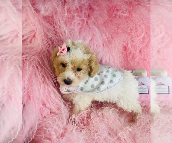 Medium Photo #28 Poodle (Toy) Puppy For Sale in PEMBROKE PINES, FL, USA