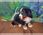 Small Photo #8 Bernese Mountain Dog Puppy For Sale in PEYTON, CO, USA