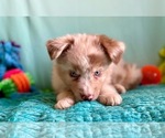 Small Photo #16 Miniature Australian Shepherd Puppy For Sale in BOUSE, AZ, USA