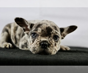 French Bulldog Puppy for sale in BROOKLYN, NY, USA