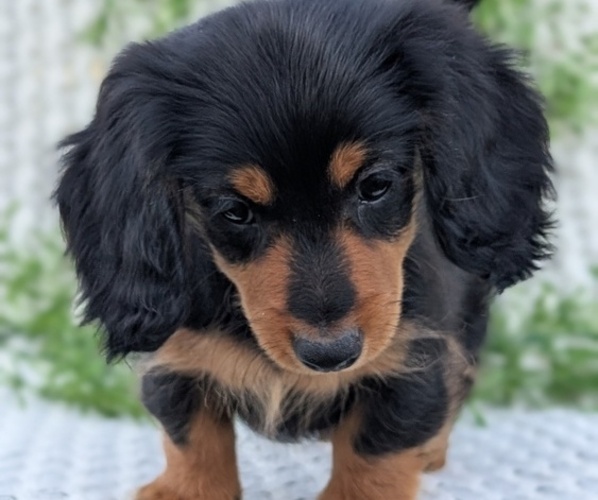 Medium Photo #4 Dachshund Puppy For Sale in GOSHEN, IN, USA