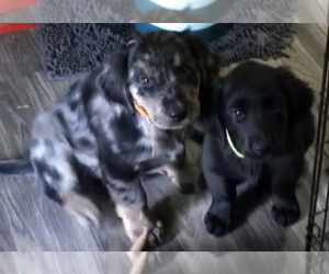 Gollie Puppy for sale in OVERLAND PARK, KS, USA
