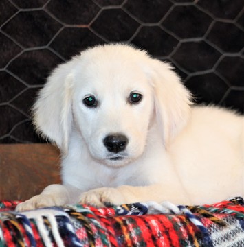 Medium Photo #1 Golden Retriever Puppy For Sale in WEST PLAINS, MO, USA