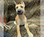 Small Mastiff Mix