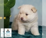 Small Photo #24 Pomeranian-Pomsky Mix Puppy For Sale in RAMSEY, MN, USA