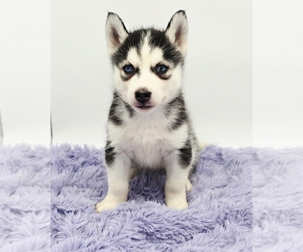 Medium Photo #2 Siberian Husky Puppy For Sale in SANDY HOOK, KY, USA