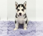Small #1 Siberian Husky