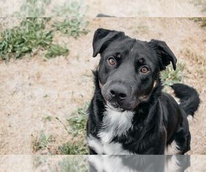 Rottweiler-Unknown Mix Dogs for adoption in Longview, WA, USA