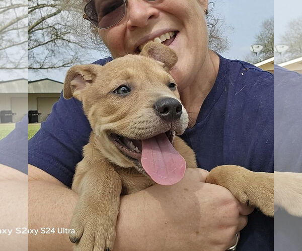 Medium Photo #7 American Pit Bull Terrier-Unknown Mix Puppy For Sale in Oakhurst, NJ, USA
