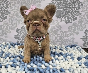 French Bulldog Puppy for sale in INDIANAPOLIS, IN, USA
