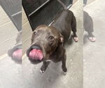 Small #11 American Pit Bull Terrier-Labrador Retriever Mix