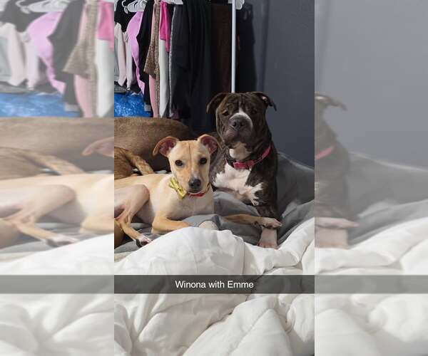 Medium Photo #16 Jack Chi Puppy For Sale in Princeton, MN, USA