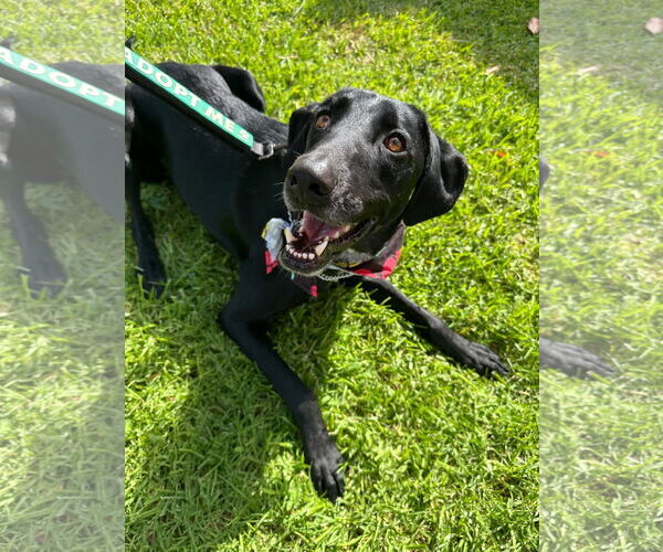 Medium Photo #14 Labrador Retriever-Unknown Mix Puppy For Sale in San Diego, CA, USA