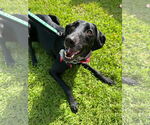 Small #13 Labrador Retriever Mix