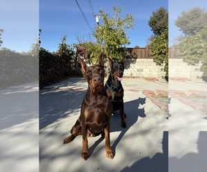 Mother of the Doberman Pinscher puppies born on 10/07/2025