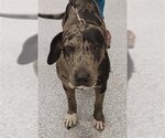 Small Photo #1 American Pit Bull Terrier-Catahoula Leopard Dog Mix Puppy For Sale in Houston, TX, USA