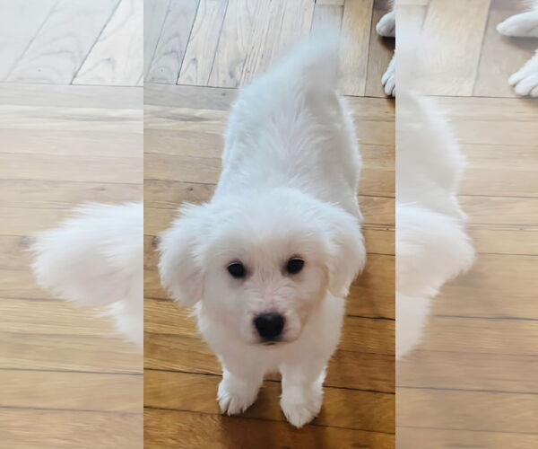 Medium Photo #2 Great Pyrenees-Unknown Mix Puppy For Sale in Clarkston, MI, USA
