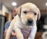 Small Photo #95 Labrador Retriever Puppy For Sale in HIGH POINT, NC, USA