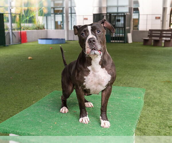 Medium Photo #2 American Pit Bull Terrier Puppy For Sale in Pasadena, CA, USA