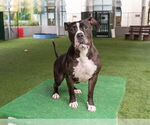Small #1 American Pit Bull Terrier