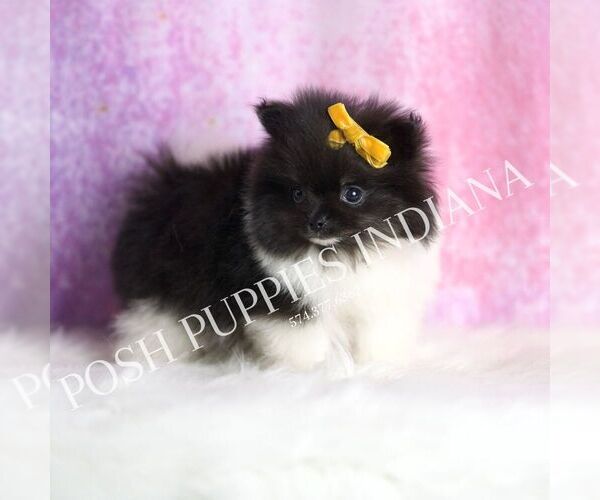 Medium Photo #2 Pomeranian Puppy For Sale in WARSAW, IN, USA