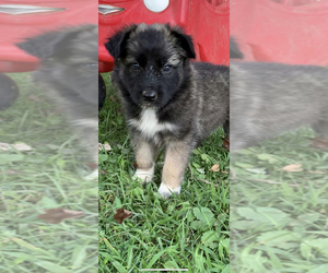 Medium German Shepherd Dog-Siberian Husky Mix