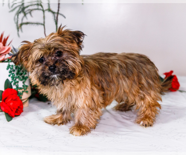 Medium Photo #1 Shorkie Tzu Puppy For Sale in WAKARUSA, IN, USA