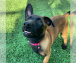 Small Photo #4 Belgian Malinois Puppy For Sale in CHANDLER, AZ, USA