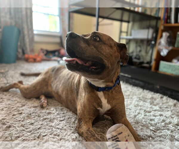 Medium Photo #3 American Staffordshire Terrier-Labrador Retriever Mix Puppy For Sale in Brewster, NY, USA