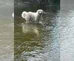 Small Photo #1 Great Pyrenees Puppy For Sale in NEW BOSTON, MI, USA
