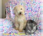 Small Photo #1 Whoodle (Miniature) Puppy For Sale in PHELAN, CA, USA
