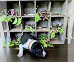 Small Great Dane
