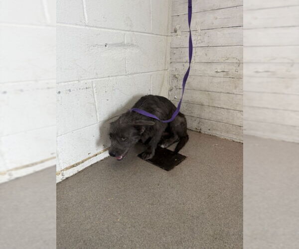 Medium Photo #1 Mutt Puppy For Sale in San Bernardino, CA, USA
