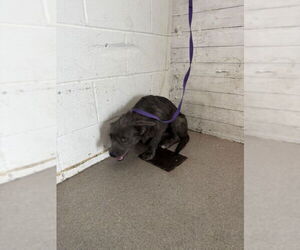 Mutt Dogs for adoption in San Bernardino, CA, USA
