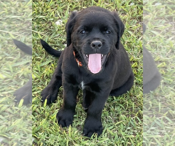 Medium Photo #12 Golden Retriever-Rottweiler Mix Puppy For Sale in MARION, KS, USA