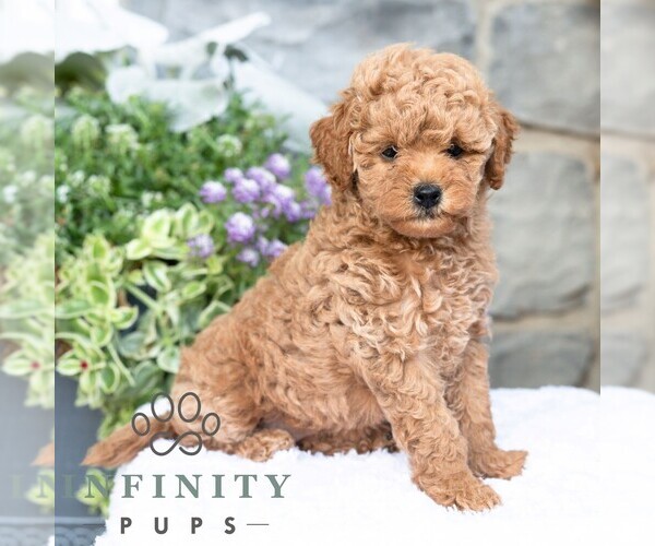 Medium Photo #4 Havapoo Puppy For Sale in LEWISBURG, PA, USA