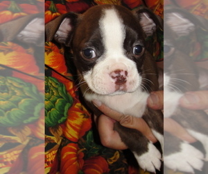 Boston Terrier Puppy for sale in CRKD RVR RNCH, OR, USA