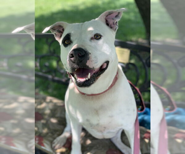 Medium Photo #1 Mutt Puppy For Sale in Elmsford, NY, USA