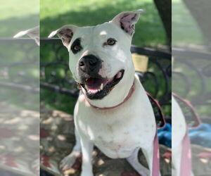 Mutt Dogs for adoption in Elmsford, NY, USA