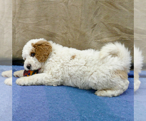 Goldendoodle Puppy for sale in ROY, UT, USA