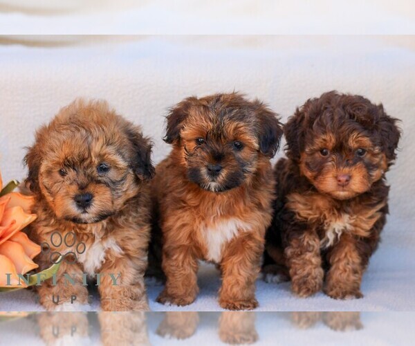 Medium Photo #2 Poovanese Puppy For Sale in NEWMANSTOWN, PA, USA