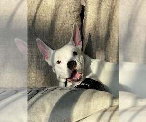 Mutt Dogs for adoption in Uwchlan, PA, USA