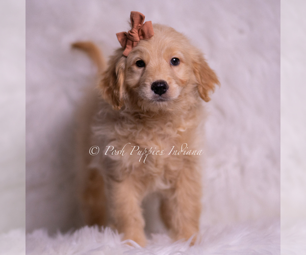 Medium Photo #7 Goldendoodle (Miniature) Puppy For Sale in WARSAW, IN, USA