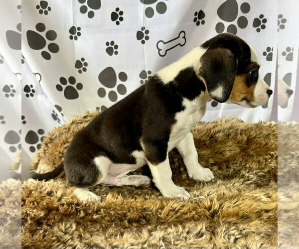 Medium Photo #3 Beagle-Unknown Mix Puppy For Sale in SHERBURNE, NY, USA