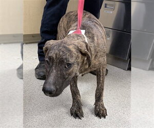 German Shepherd Dog-Unknown Mix Dogs for adoption in Riverside, CA, USA