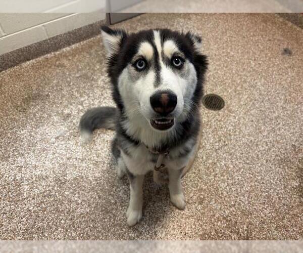 Medium Photo #1 Siberian Husky Puppy For Sale in Pueblo, CO, USA