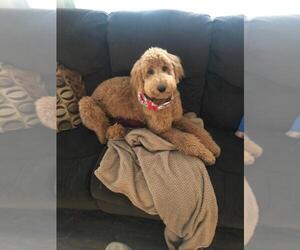 Goldendoodle Puppy for sale in FREDERICKSBURG, PA, USA