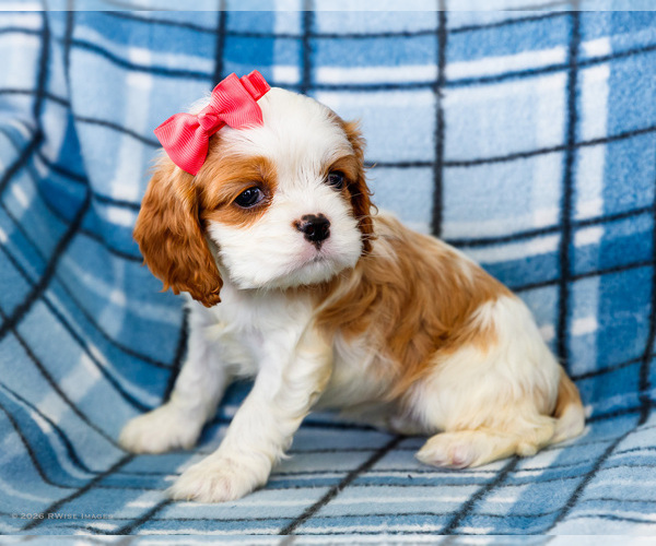 Medium Photo #8 Cockalier Puppy For Sale in WAKARUSA, IN, USA