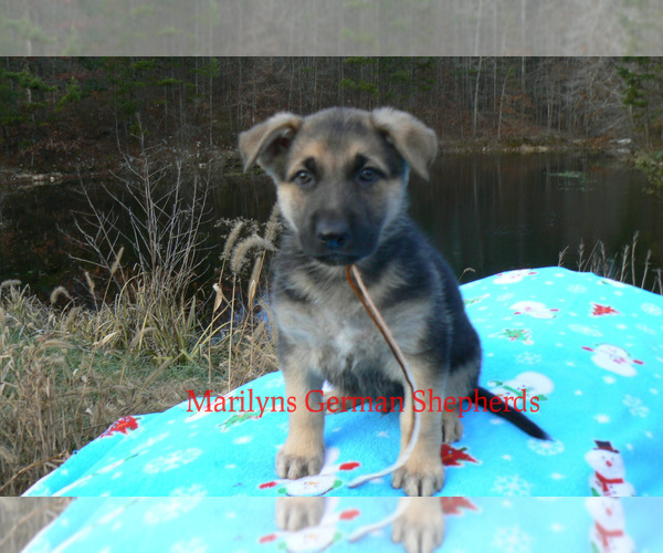 Medium Photo #2 German Shepherd Dog Puppy For Sale in PIEDMONT, MO, USA