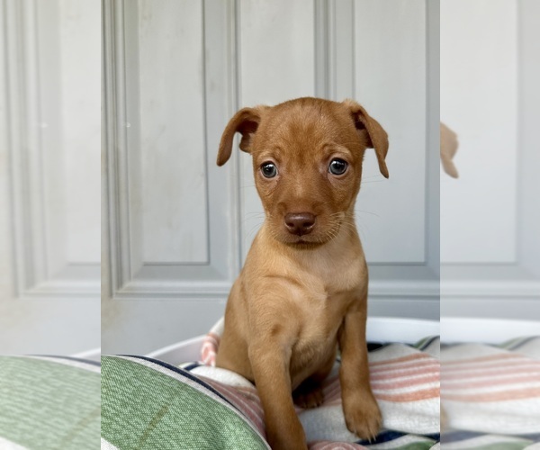 Medium Photo #3 Miniature Pinscher Puppy For Sale in ACCIDENT, MD, USA